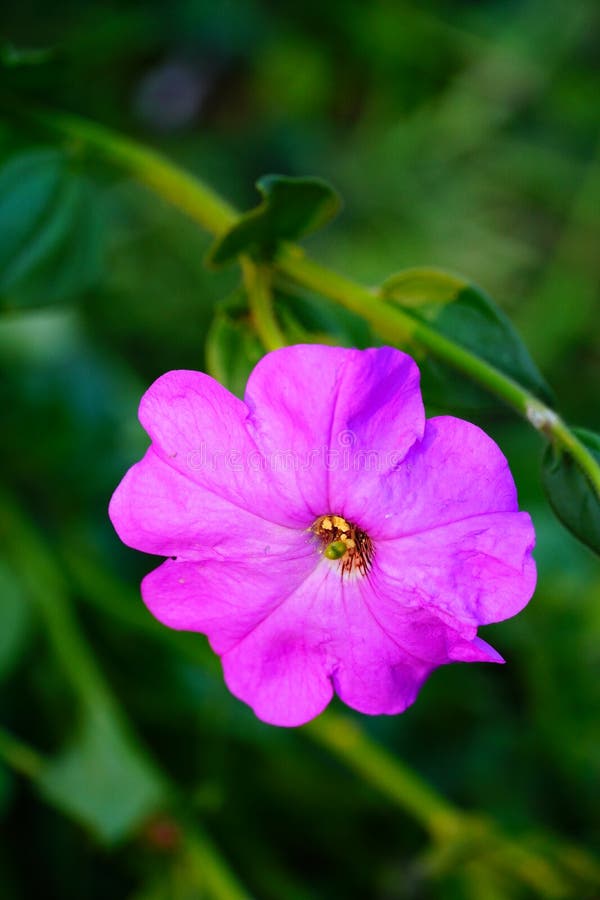 Light Voilet Flower In The Park Closeup Hd Image Stock Photo Image Of light-voilet-flower-in-the-park-closeup-hd-image-stock-photo-image-of