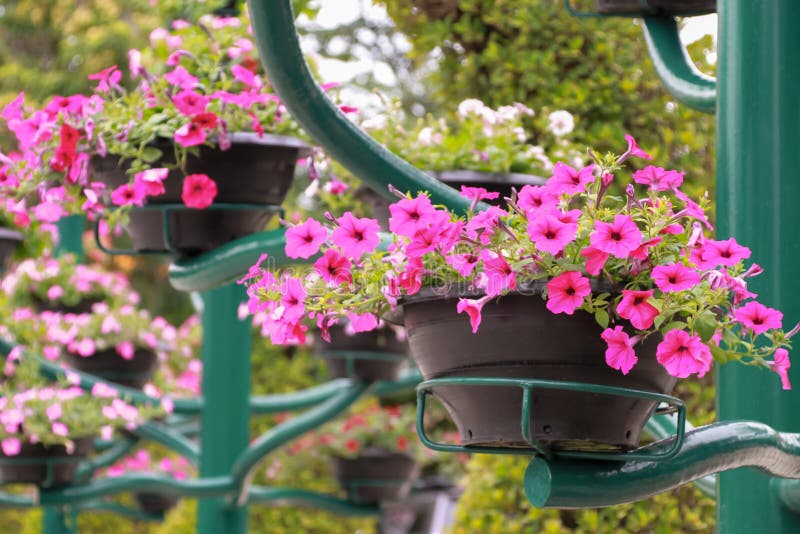 Pink Flower Pots Bloom in the Garden Stock Illustration Illustration