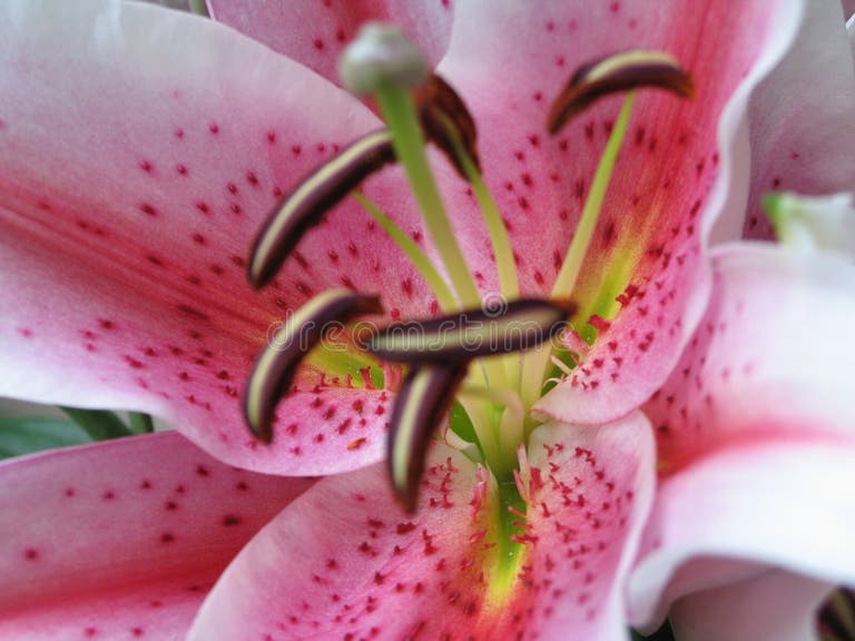 109 Flora Reproductive Parts Stock Photos Free & RoyaltyFree Stock