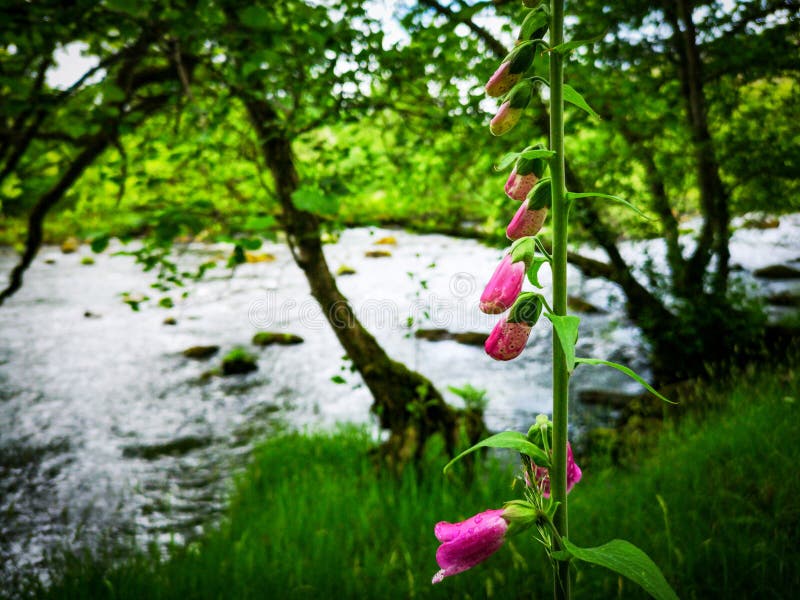 Pink flower by the river stock image. Image of flower 152271555