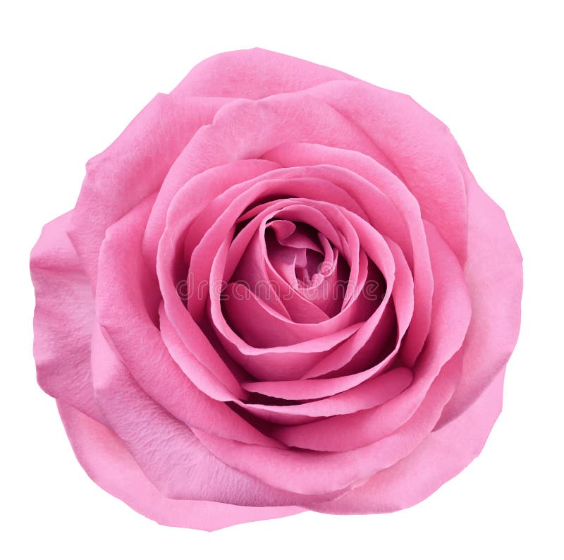 Pink Flower Rose on White Isolated Background with Clipping Path. No