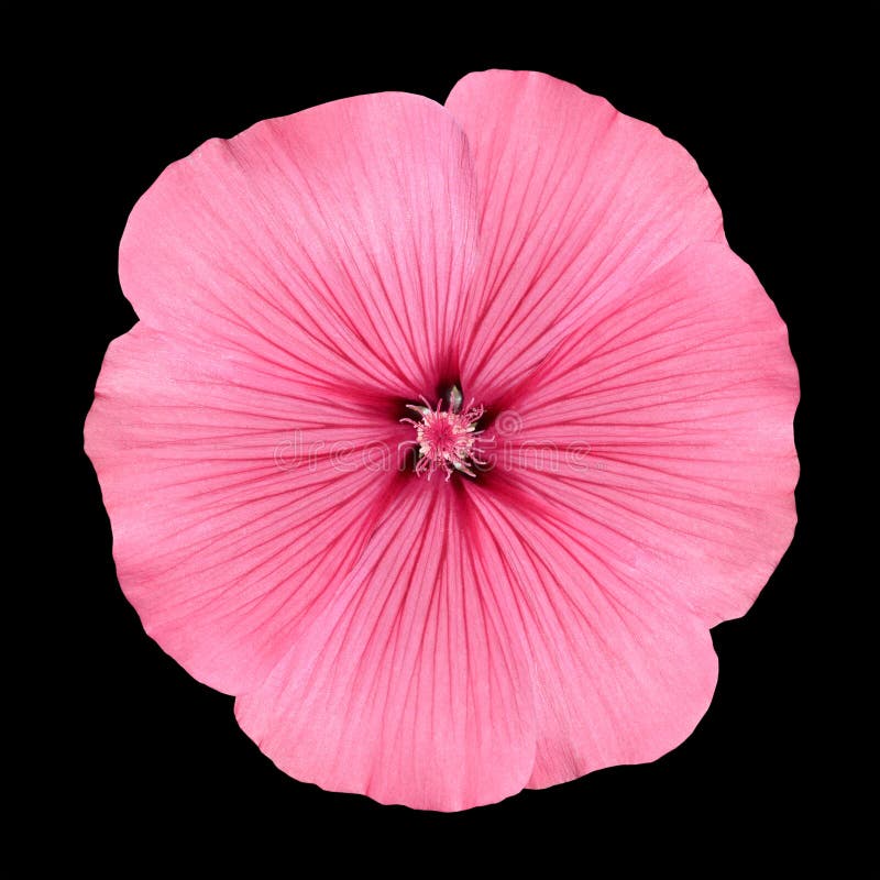 Pink Flower with Round Petals Like Petunia Stock Photo Image of