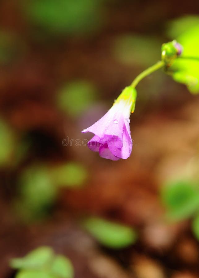 Pink flower