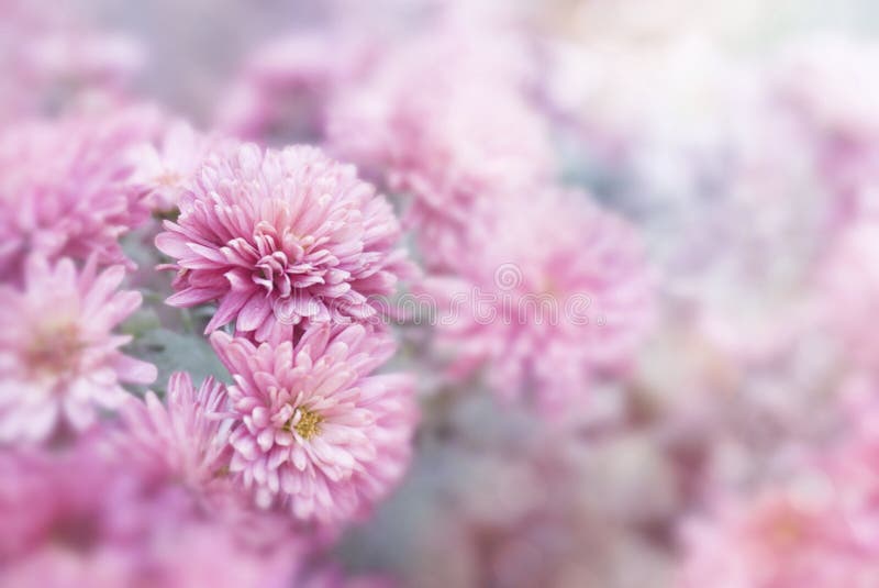 Pink flower in spring season background for Valentine`s Day stock photography Pink flower in spring season background for Valentine`s Day stock photography