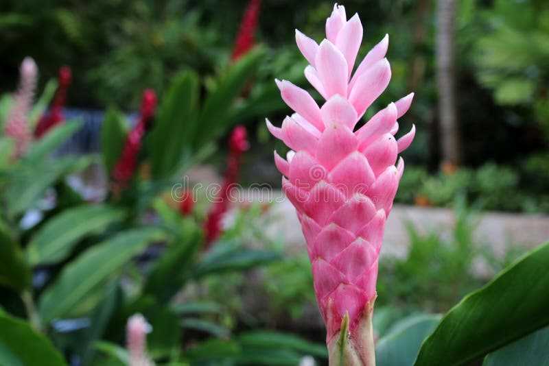 The pink flower is from a tropical climate. The pink flower is from a tropical climate
