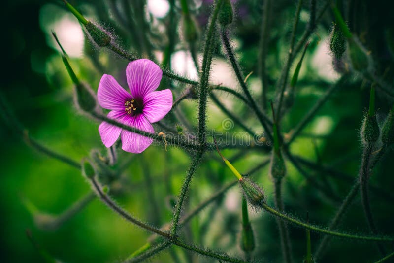 Flower is Trapped on the Square Stock Photo Image of architecture