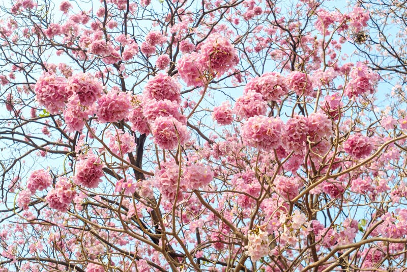 1,921,414 Flower Tree Stock Photos - Free & Royalty-Free Stock Photos from  Dreamstime