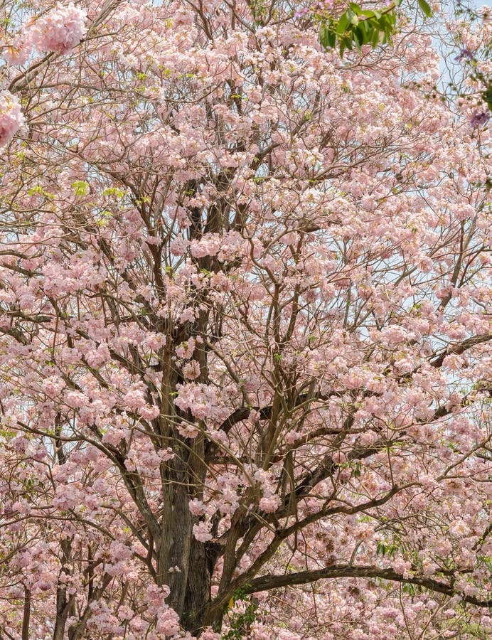 Pink Flower of Trumpet Tree in Full Bloom Stock Photo Image of flora