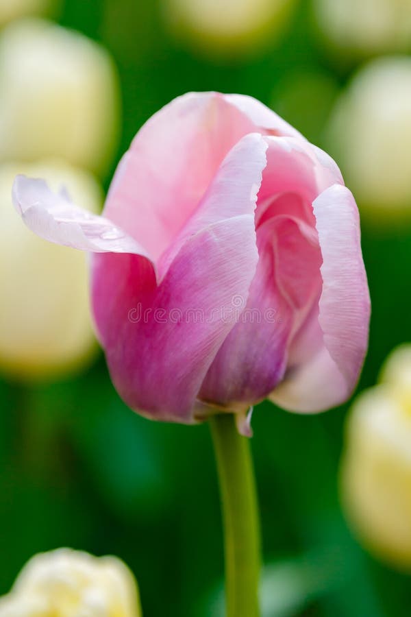 Hoa tulip hồng: Chào đón những tia nắng mới vào một ngày đầu xuân với những đoá hoa tulip hồng tươi đẹp. Sắc hồng tươi sáng, bắt mắt của hoa tulip chắc chắn sẽ làm cho bạn cảm nhận được sự ấm áp, yêu đời của mùa xuân.