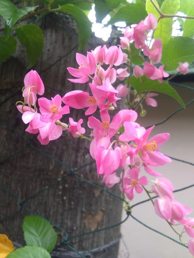 This Pink Flower is a Type of Vine Flower, and Has Dense Flowers Stock