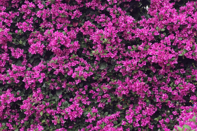 Flower wall of bougainvillea