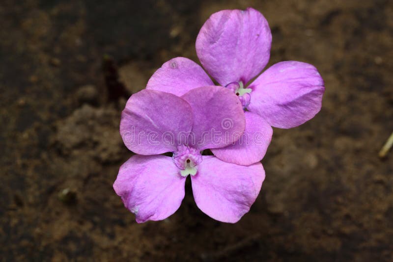 Pink Flower From Wan Underground Stock Image Image of wild, blossom