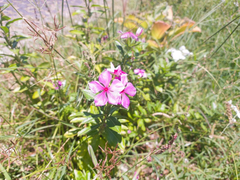 Pink flower on weed stock photo. Image of grass, lawn 240068896