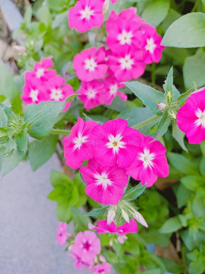 Pink Flower and White Combination Colour Stock Photo Image of colour