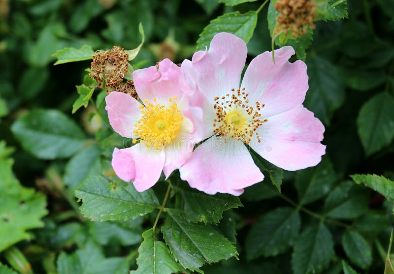 Pair of Wild Growing Roses with Pink Flowers, Close Up Stock Photo ...