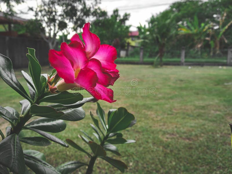Pink flower in the yard stock photo. Image of pink, flower 226478318