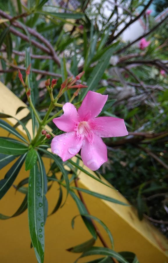 Pink Flower in Yellow Background Stock Photo Image of shrub