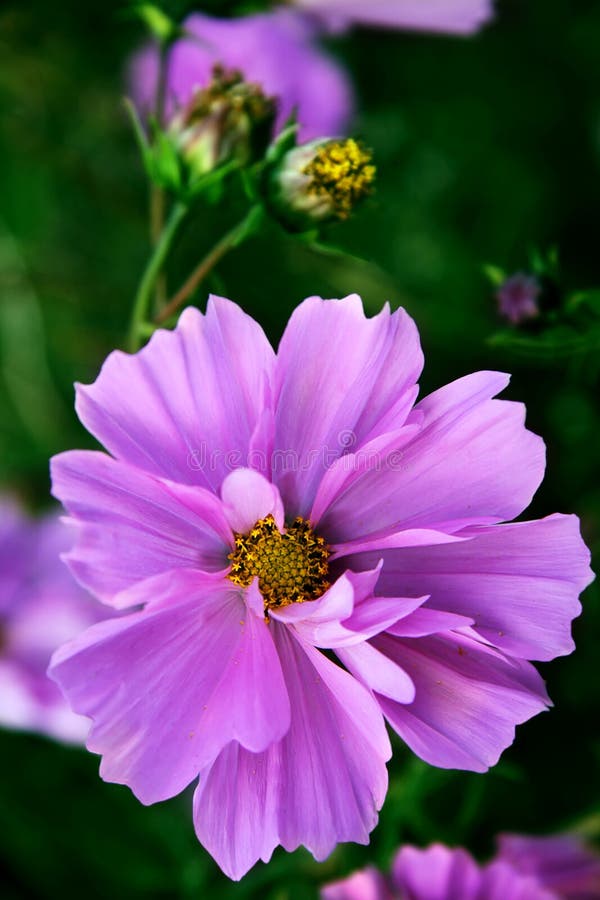 Pink flower with yellow the middle