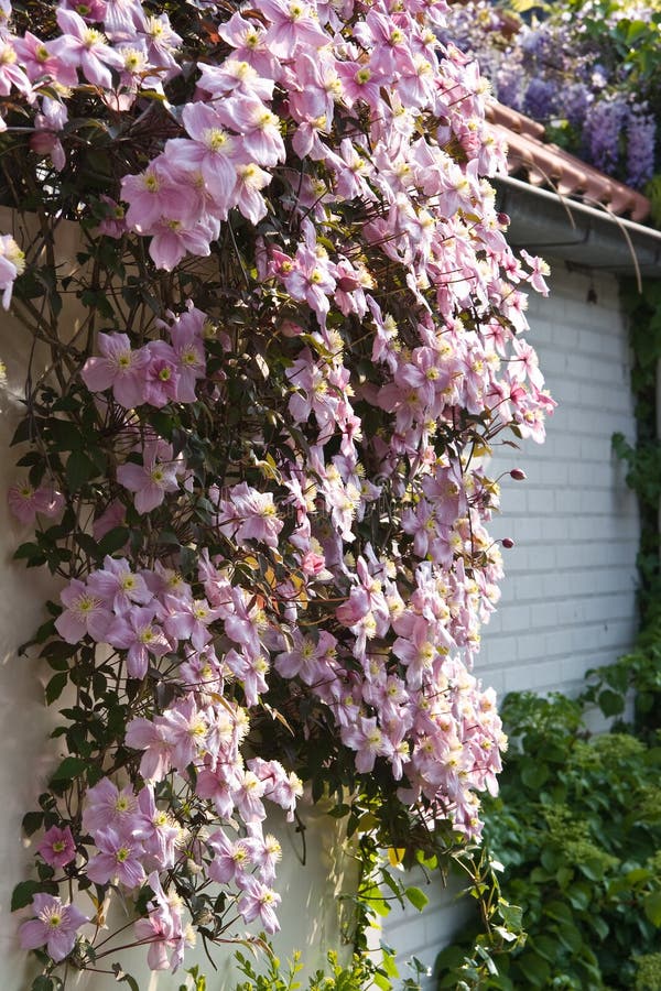 Pink Flowering Clematis Montana in Spring Stock Photo Image of white