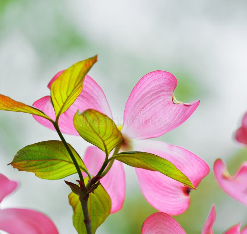 Pink Flowering Dogwood