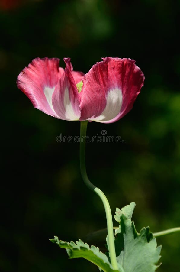 Pink flowering poppy and a blurred natural background.