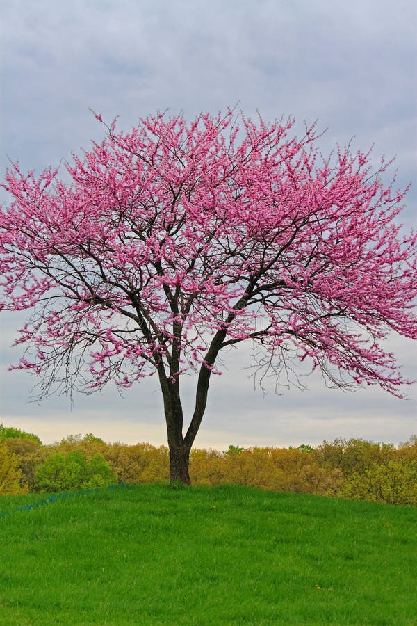 Pink Flowering Redbud Tree stock image. Image of natural 53350809