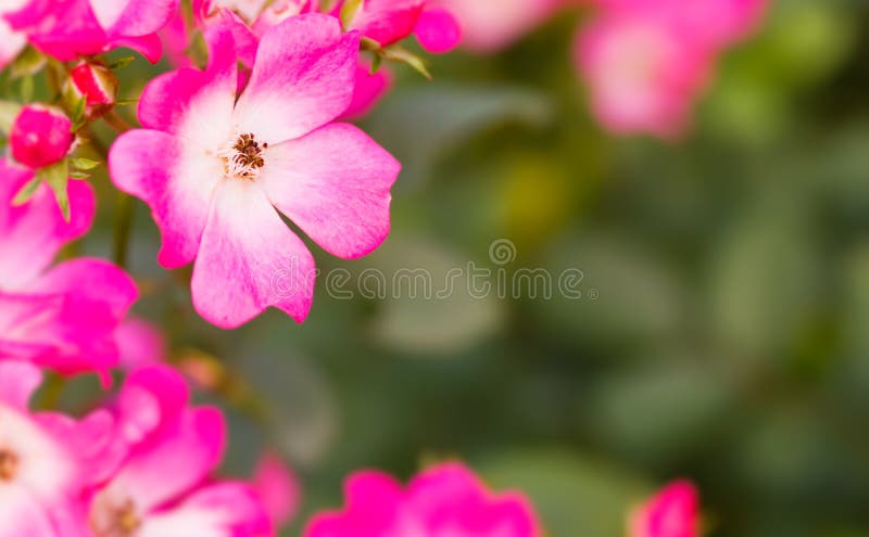 Pink flowers royalty free stock image