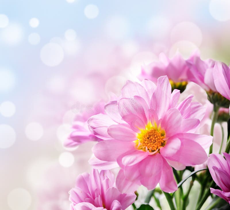 Pink flowers stock image. Image of flower, beauty, green - 21877935