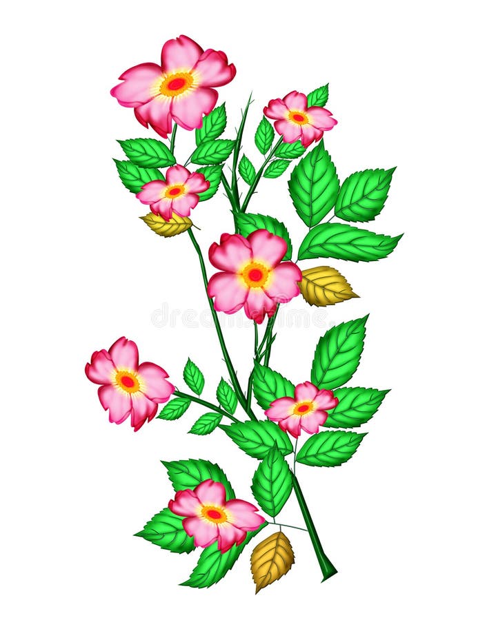 Red, Orange, Flower, Pink Picture. Image 132351603