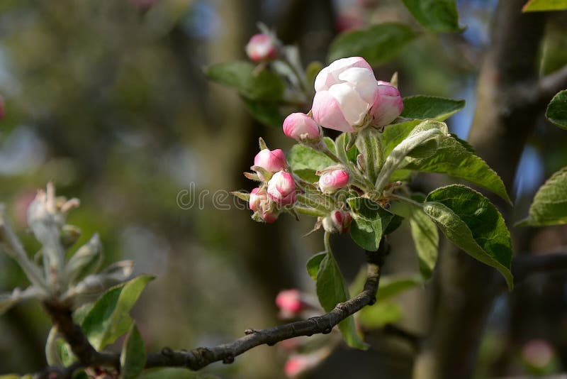 Pink flowers of apple tree stock image. Image of climate 145702967
