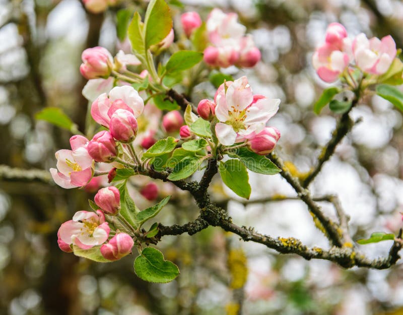 Pink Flowers of Apple Tree on a Branch in the Garden. Stock Photo