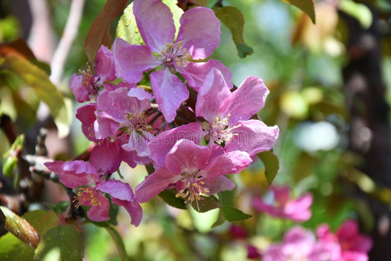Pink Flowers of the Appletree Stock Photo Image of green, branches