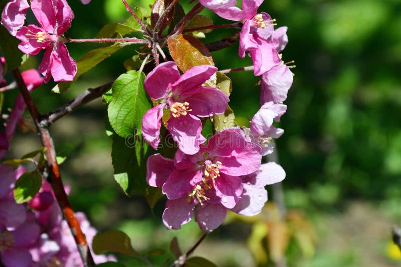 Pink Flowers of the Appletree Stock Image Image of branch, beautiful