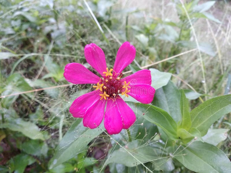 PINK FLOWERS BLOOM in the MORNING SUN Stock Photo Image of color