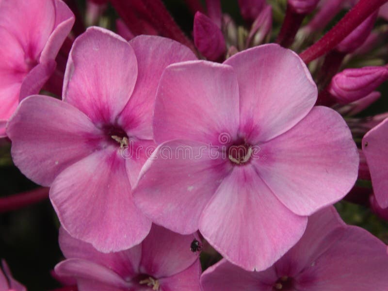 Pink Flowers. Blooming Flowers Stock Photo Image of bright, close