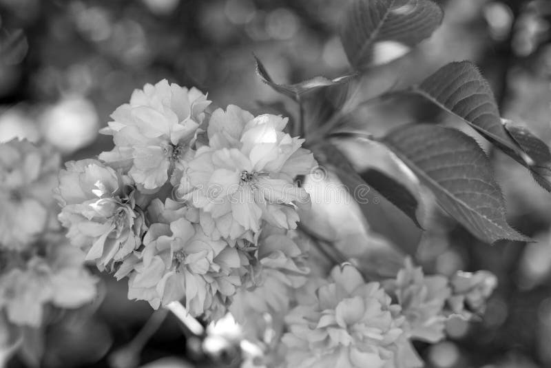 Pink Flowers of Blooming Sakura Tree in Spring. Season Flowers Stock