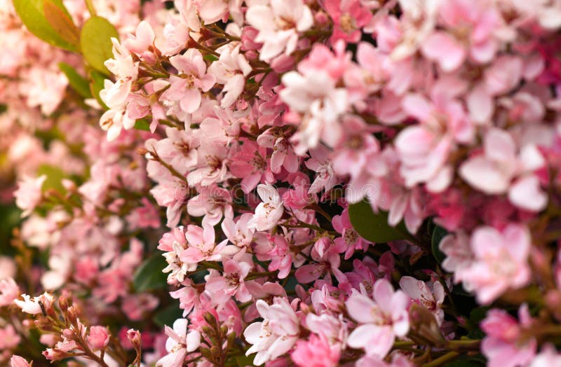 Pink Flowers Blooming on Spring Stock Image Image of beauty, cherry 144362239