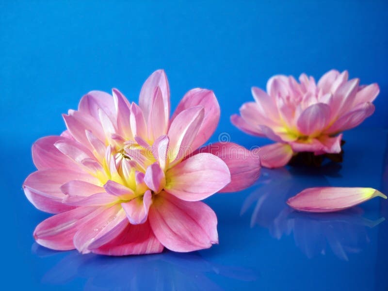 Pink flowers on blue