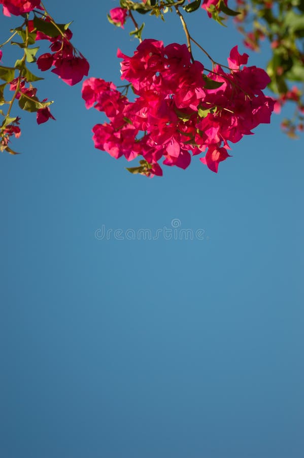 633 Pinkflower Background Stock Photos Free & RoyaltyFree Stock