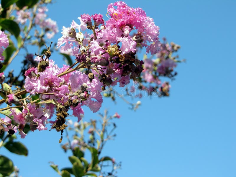 Pink Flowers on a Blue Background Stock Photo Image of bunch, flower