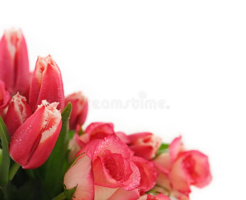 Corner oriented bouquet of pink fringed tulips and roses with water drops. Corner oriented bouquet of pink fringed tulips and roses with water drops.
