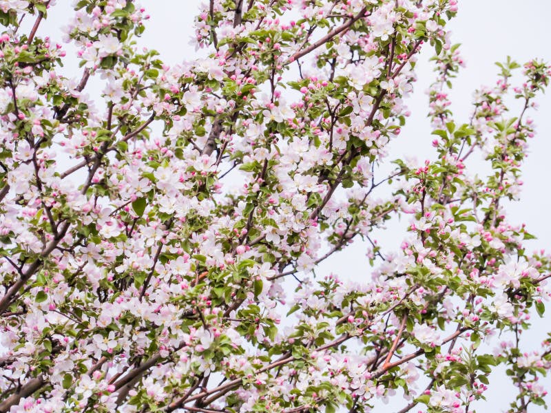 Pink Flowers and Buds of an Apple Tree. Flowering Gardens in May Stock