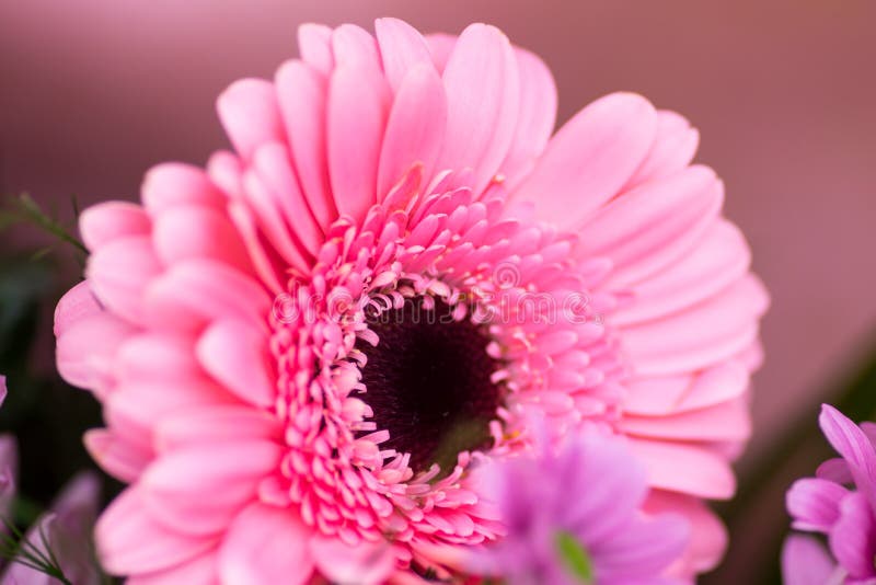 Pink flowers stock image. Image of pink, plant, gerbera 89608531