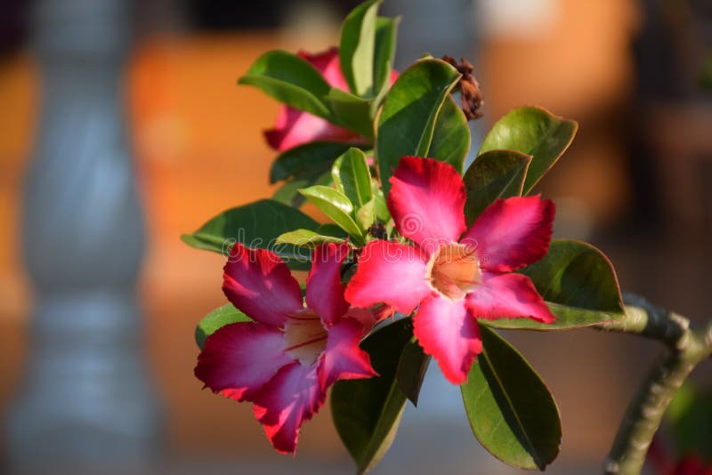 Pink flowers chennai stock photo. Image of green, bouquet 91241100