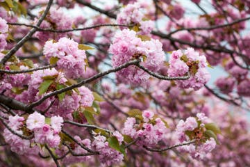 1,033 Sakura Woods Stock Photos - Free & Royalty-Free Stock Photos from