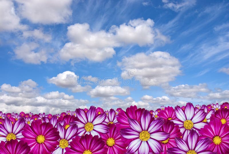 Pink flowers with clouds