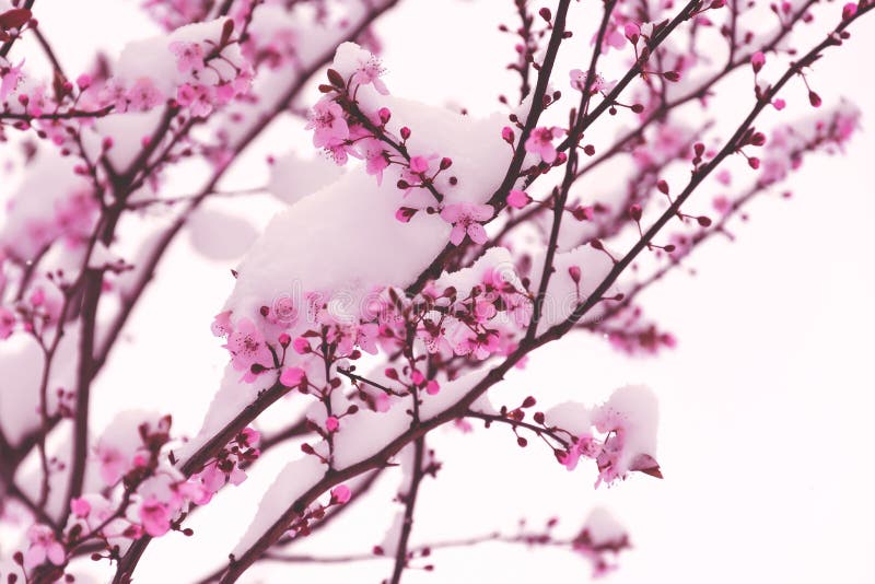 Pink Flowers Covered with Snow. Winter in the Spring Stock Image
