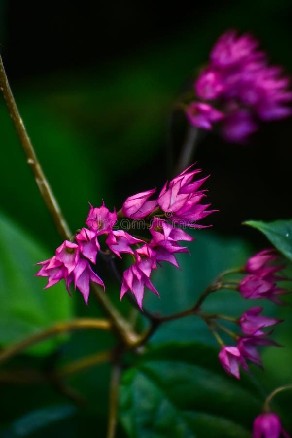Pink Flowers on Dark Background Stock Image Image of branch, leaf