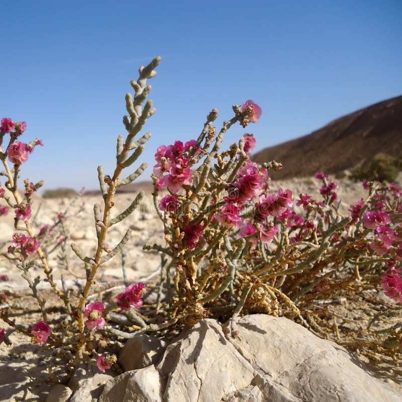 Pink Flowers In The Desert Against The Background Of Mountains Stock