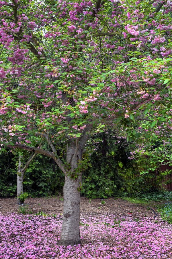Pink Flowers Fall on the Ground Underneath a Cherry Tree in Spring